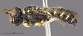 Media type: image;   Entomology 23538 Aspect: habitus lateral view